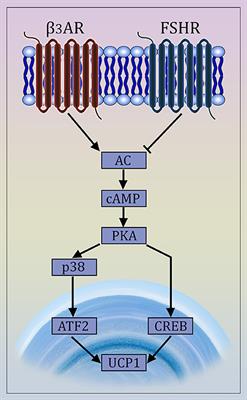 FSH Beyond Fertility